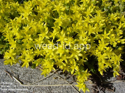 stonecrop, mossy